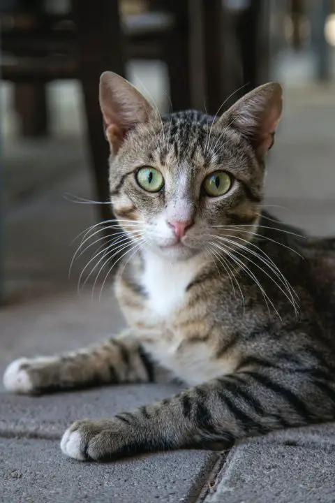 gato con ojos verdes