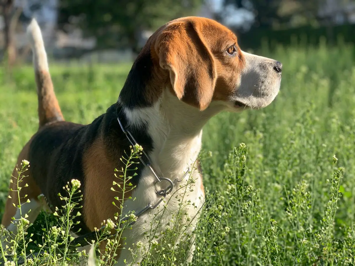 perro marrón, blanco y negro, de pelo corto, en un campo de hierba verde durante el día