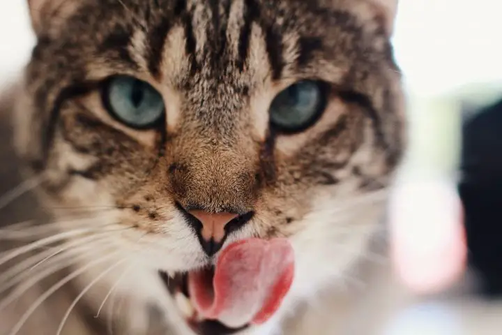 Perché la bocca del mio gatto sembra gonfia?