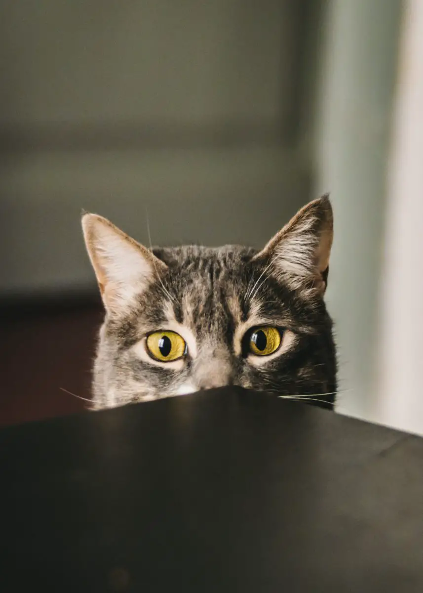 cat hiding behind a table