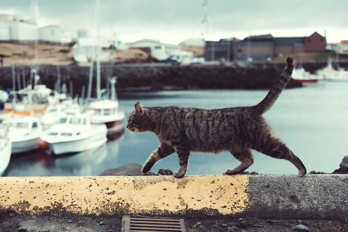 Cat in a bay