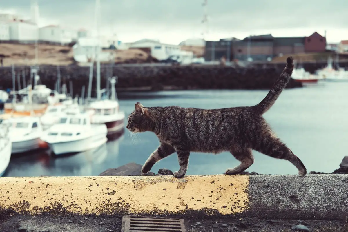 Gato en una bahía