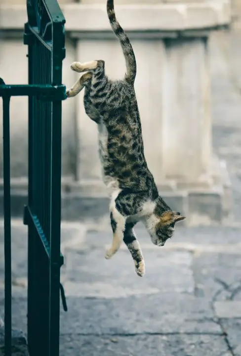 Cat jumping and playing