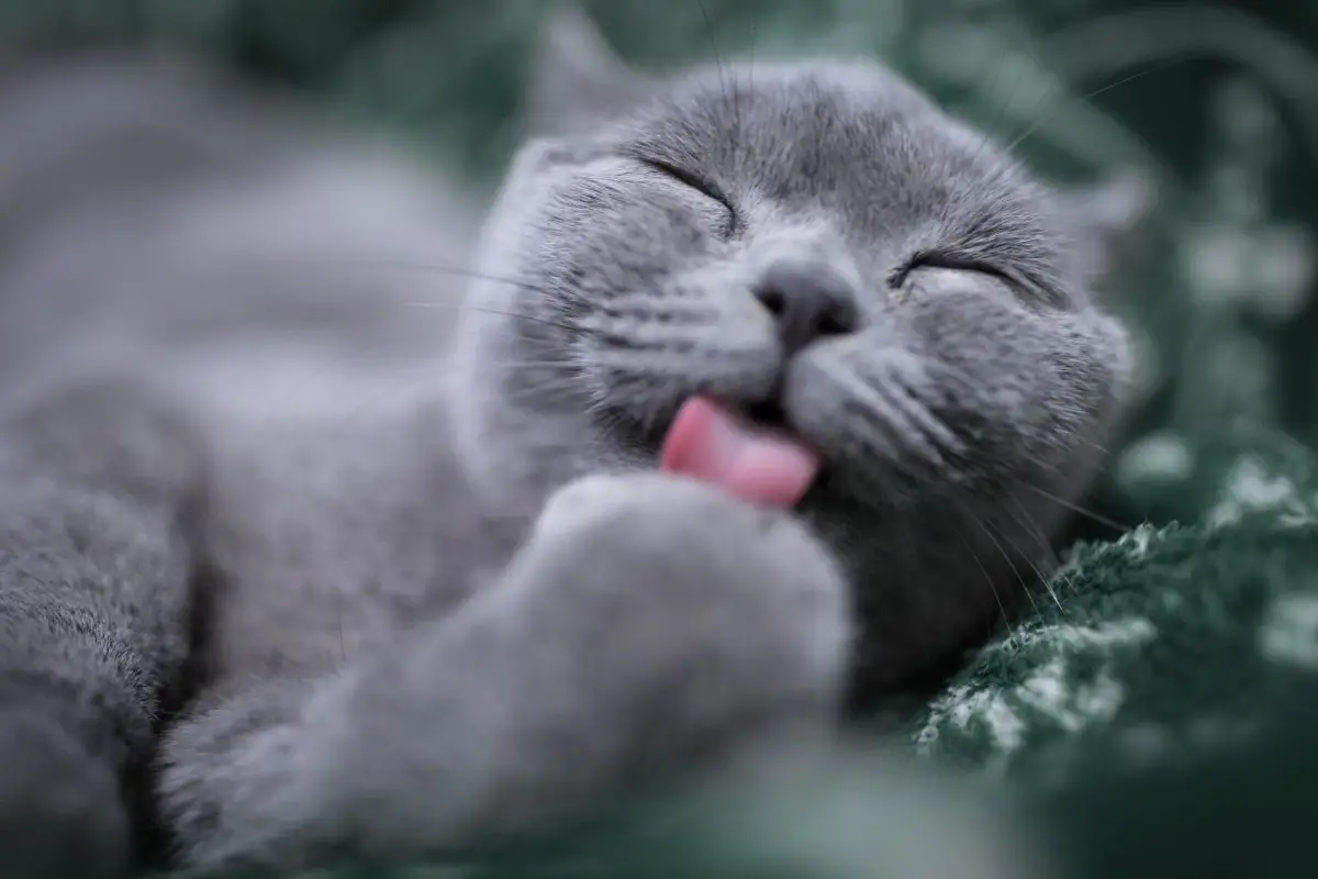 grey cat licking paws