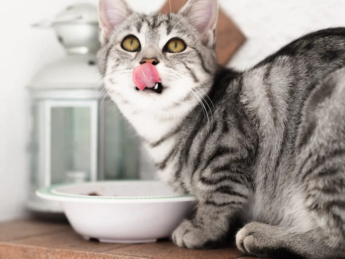 Katze fragt nach Futter, frisst aber nicht
