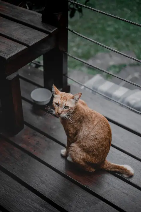 Warum sollte eine Katze aufhören, Nassfutter zu fressen?