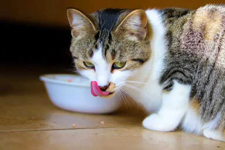 Katze frisst nicht viel, verhält sich aber normal