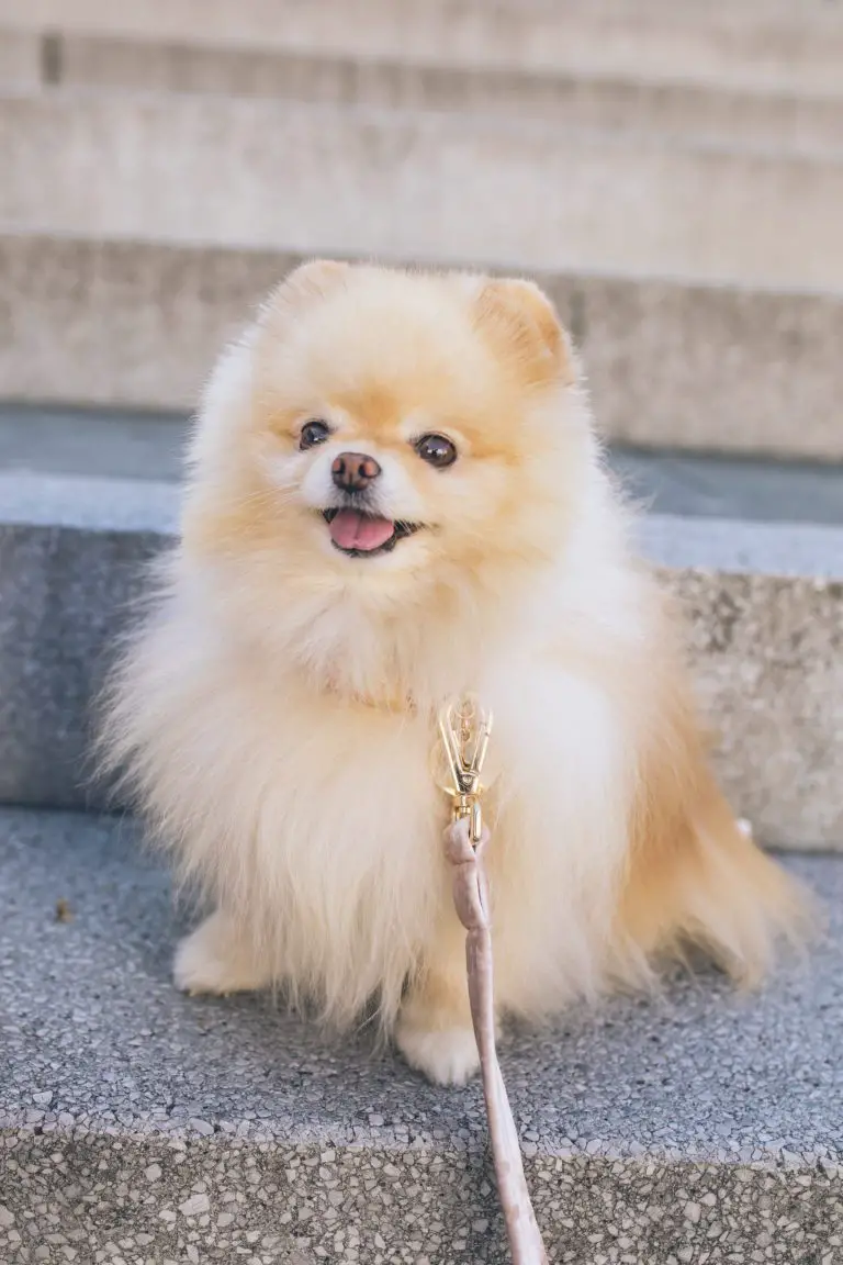 are pomeranians hypoallergenic