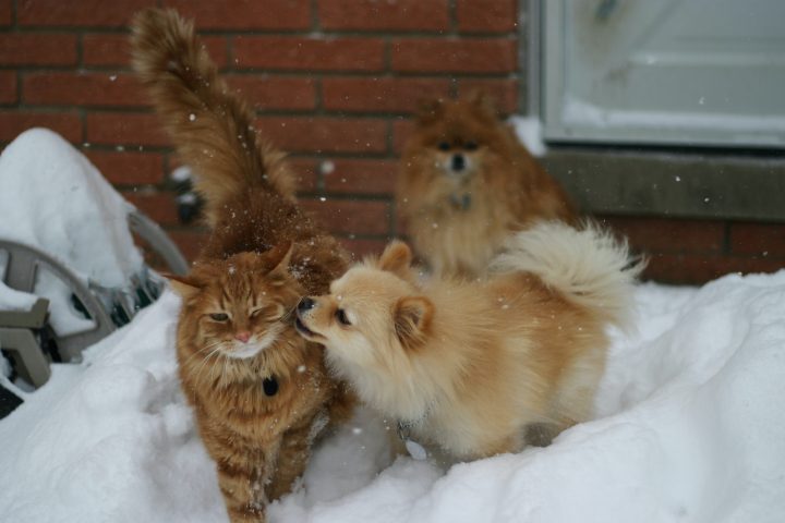 ¿Cómo consigo que mi perro deje de lamer a mis gatos?