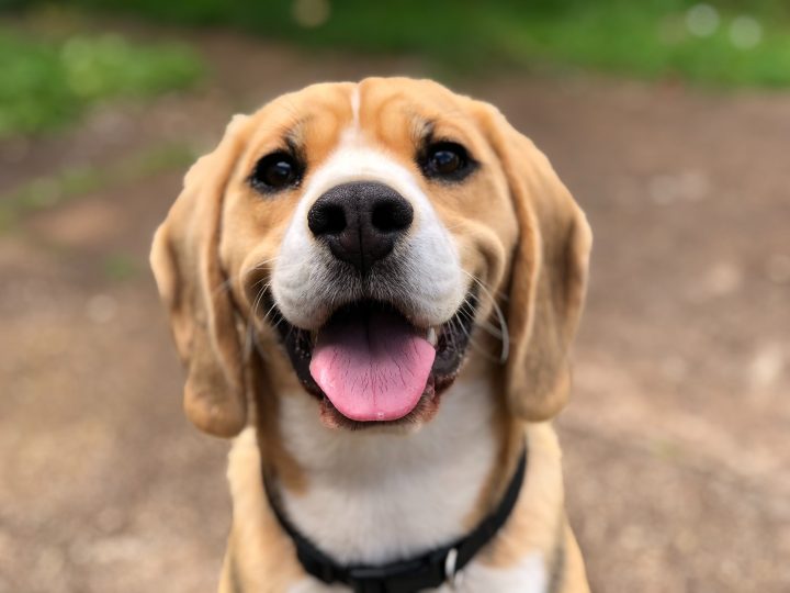 Hund lächelt