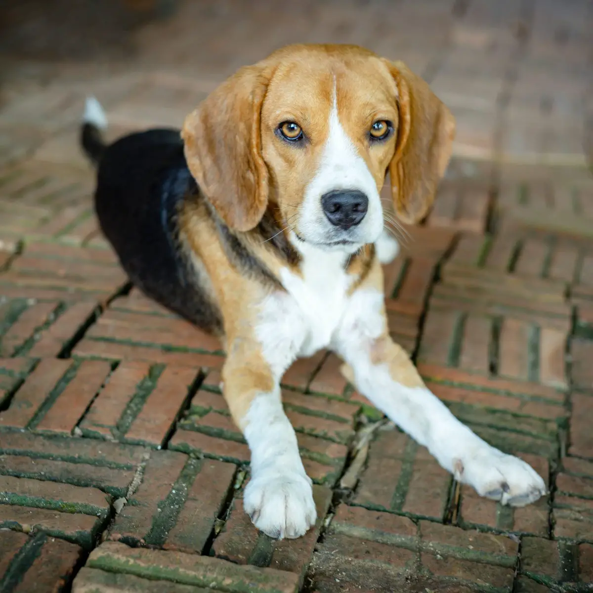 sind Beagles hypoallergen