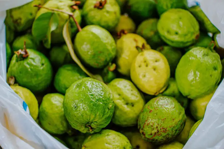 los perros pueden comer guayaba