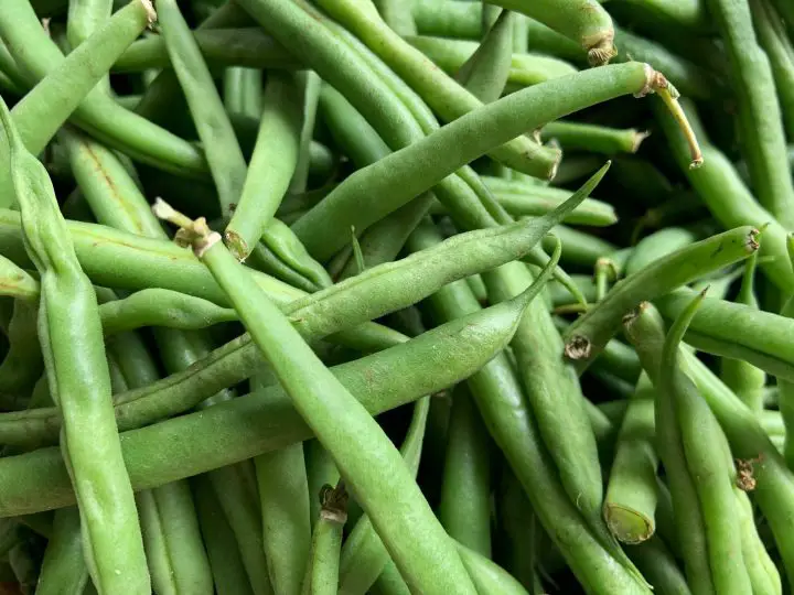 los gatos pueden comer judías verdes