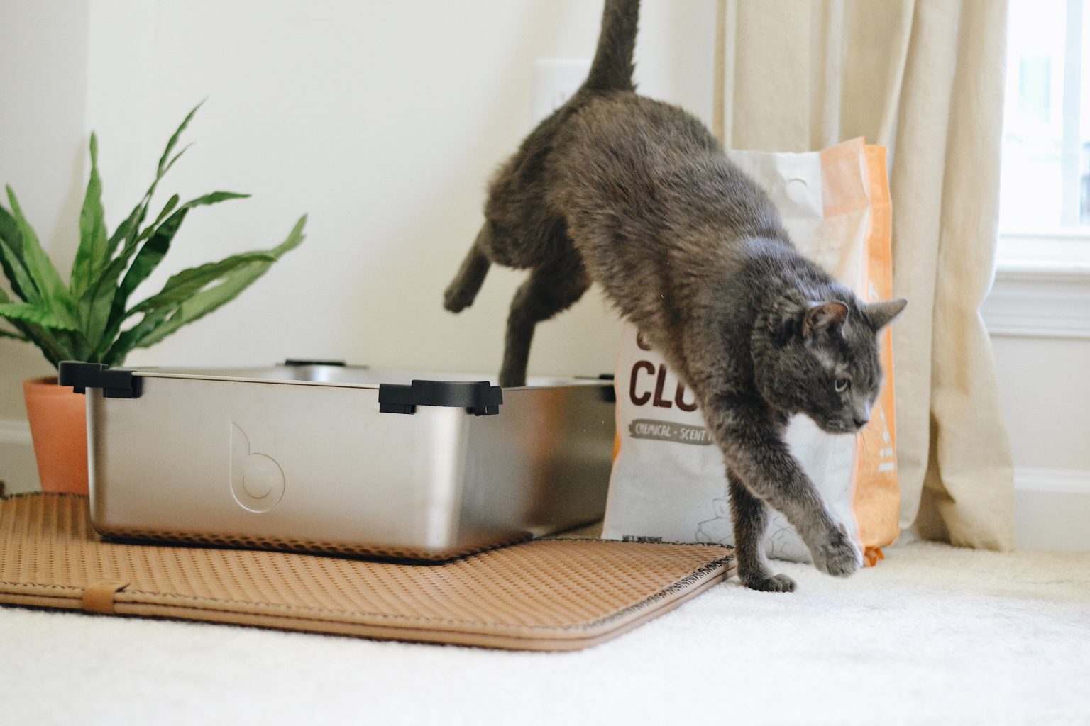 Why Is My Cat Peeing Everywhere All of a Sudden?