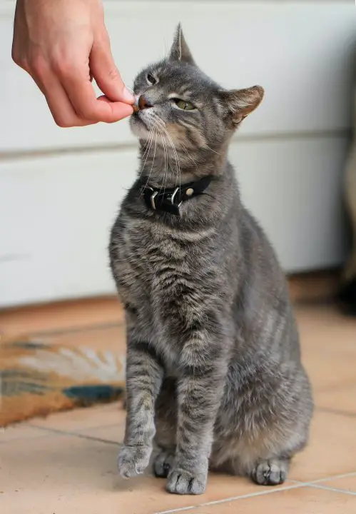 il gatto non mangerà più cibo umido