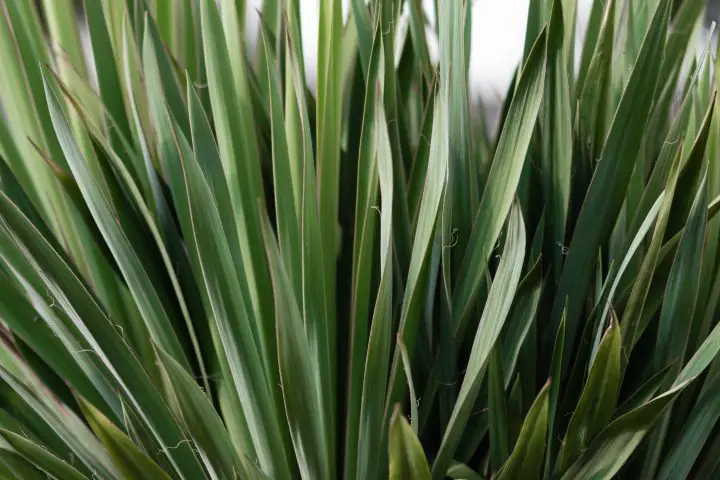 yucca leaves