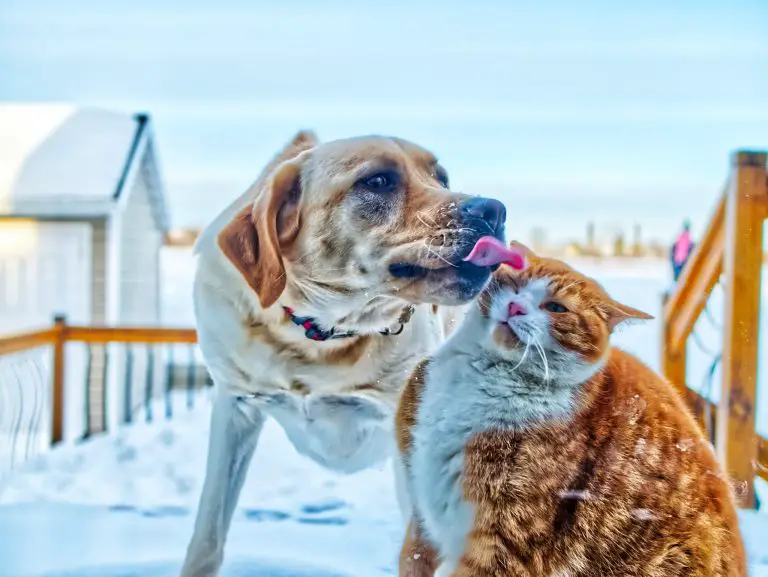 warum leckt mein hund meine katze