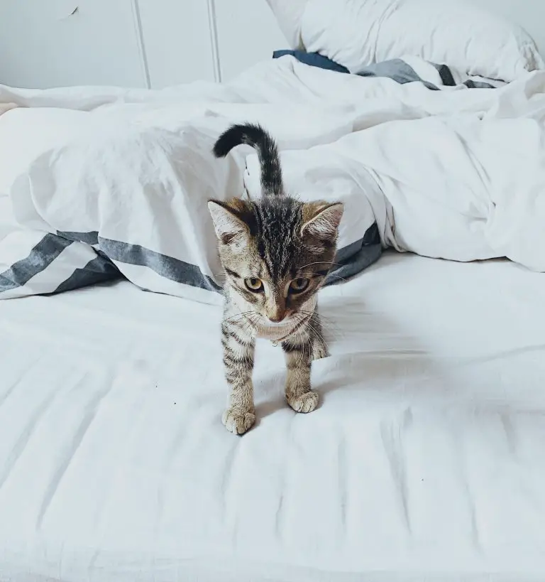 My Cat Peed on My Clothes Right in Front of Me Walkies and Whiskers