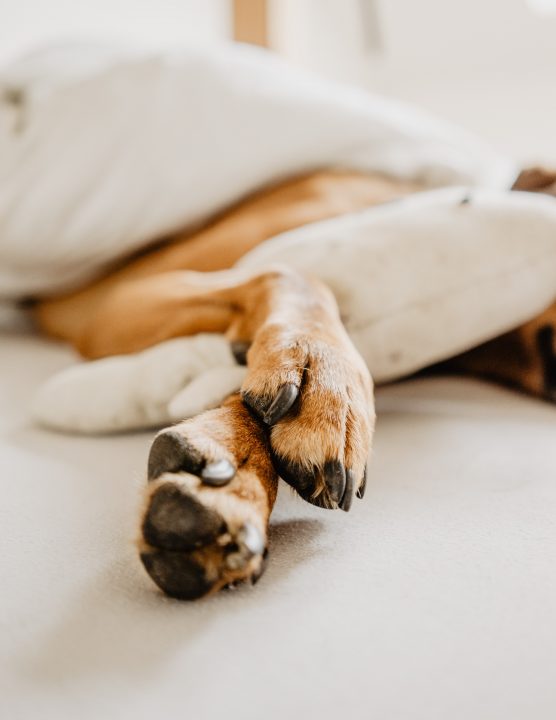 Hornhautinfektion am Ellenbogen des Hundes