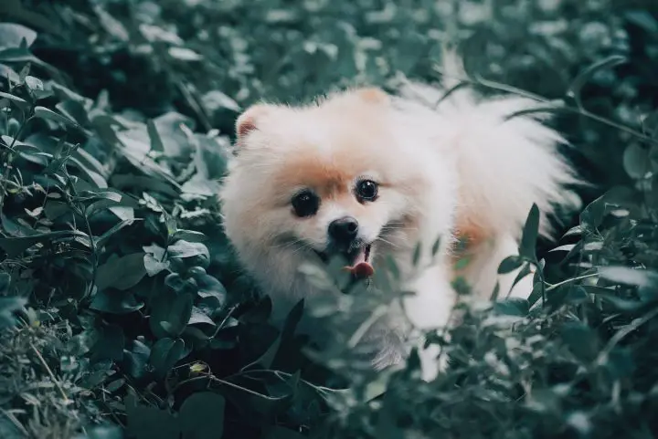 are pomeranians hypoallergenic