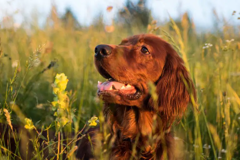 dürfen hunde yucca essen