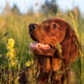 can dogs eat yucca