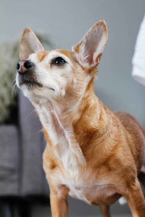 dog with ears up