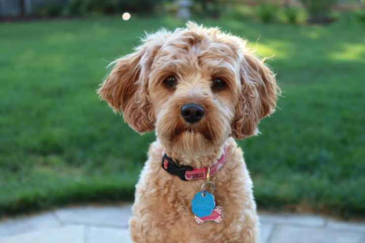 les aussiedoodles sont-ils hypoallergéniques