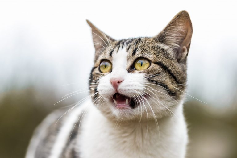 chat haletant après avoir joué