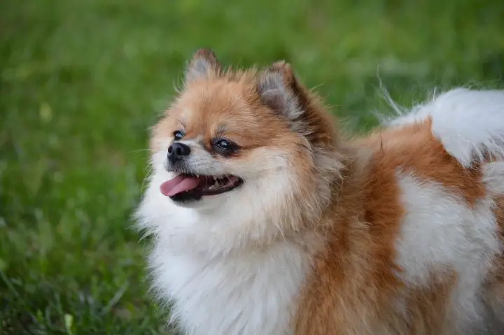 son los pomerania hipoalergénicos