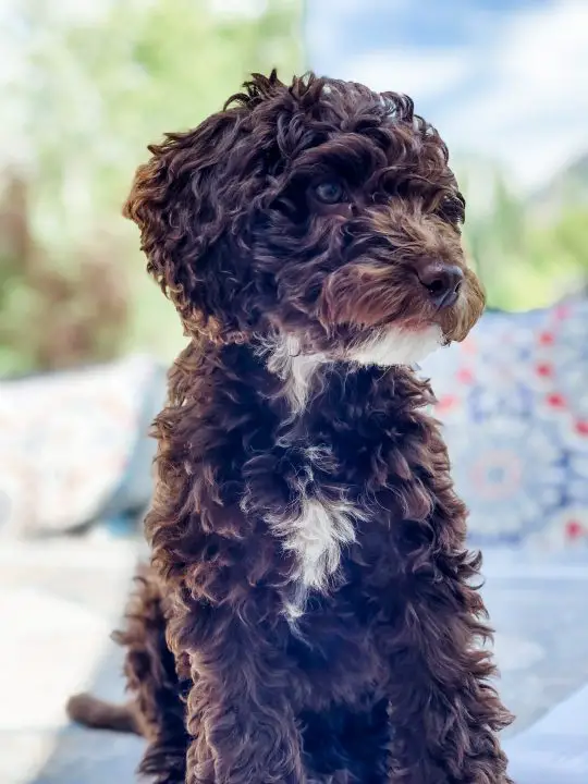 bernedoodle bouclé