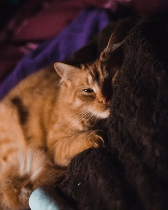 Comment donner à manger à un chat qui refuse de manger ?