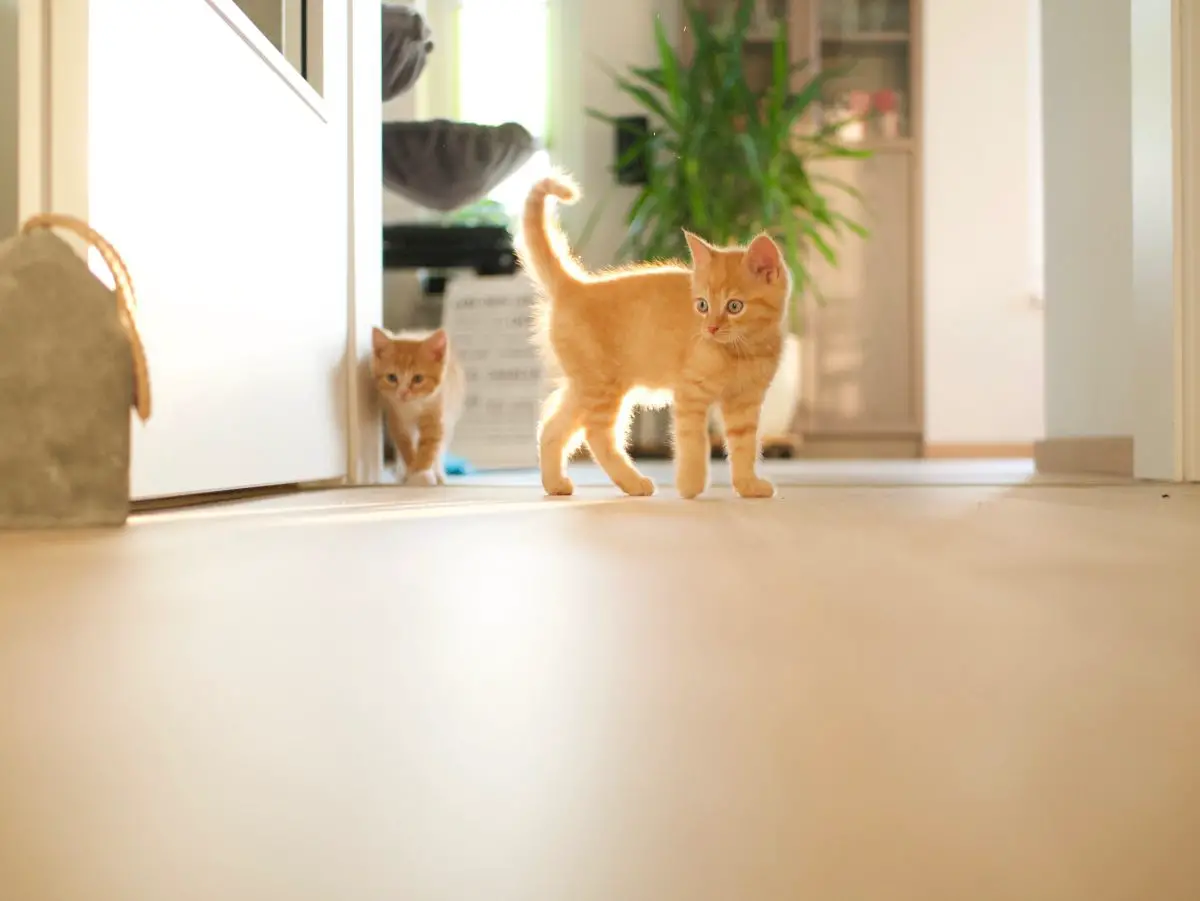 gattini soriano arancione