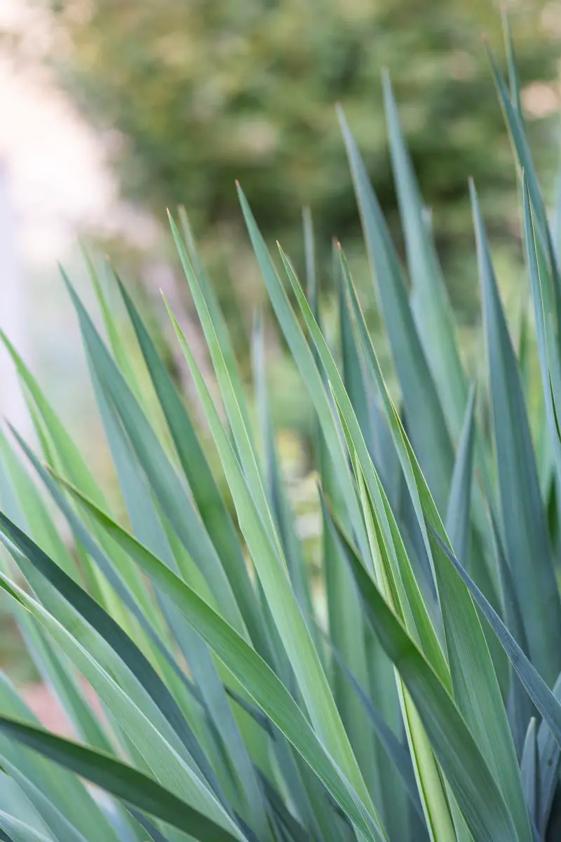 pastel green yucca plant spikes in a garden