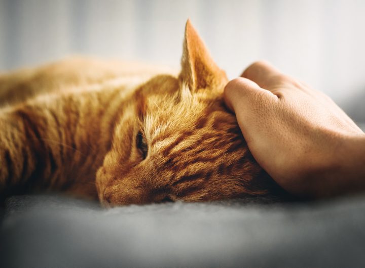 ginger cat getting pet