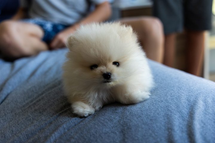 son pomskies hipoalergénicos