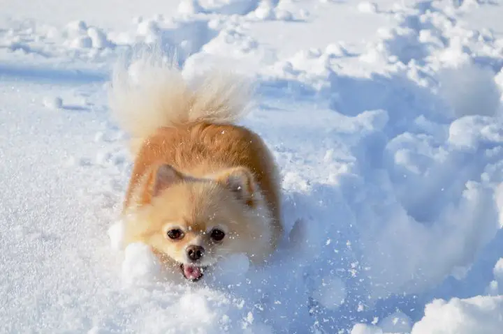 pom in the snow