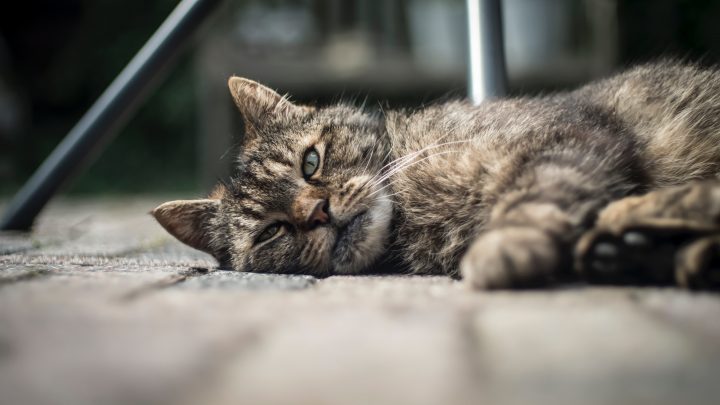 I gatti iniziano a mangiare di meno?