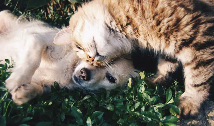 ¿Las pulgas de gato son lo mismo que las pulgas de perro?