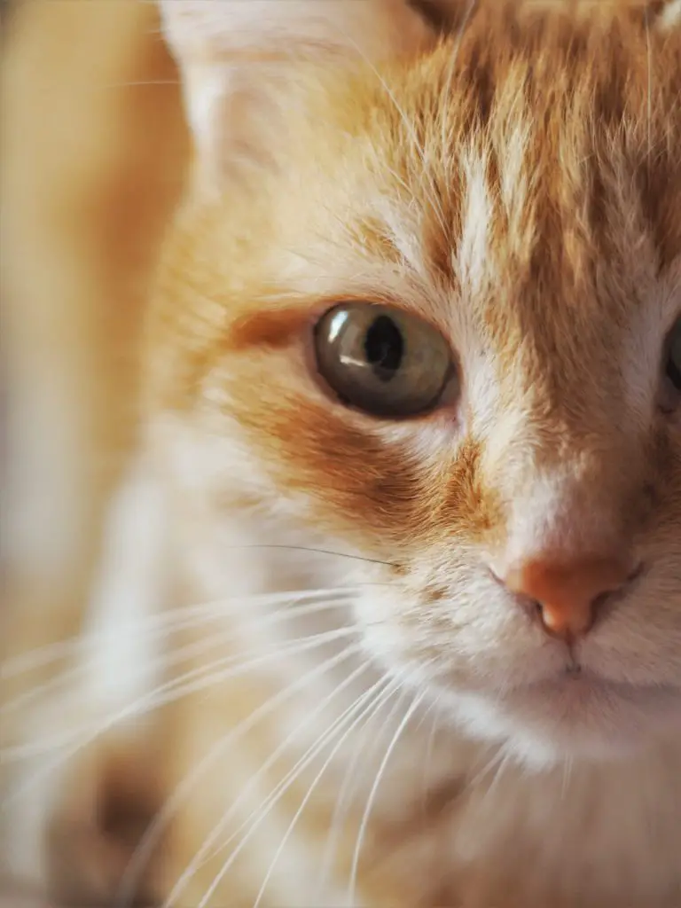 gatto che perde i capelli con l'angolo dell'occhio