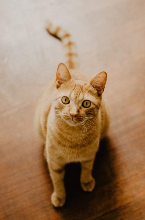 cat staring at owner