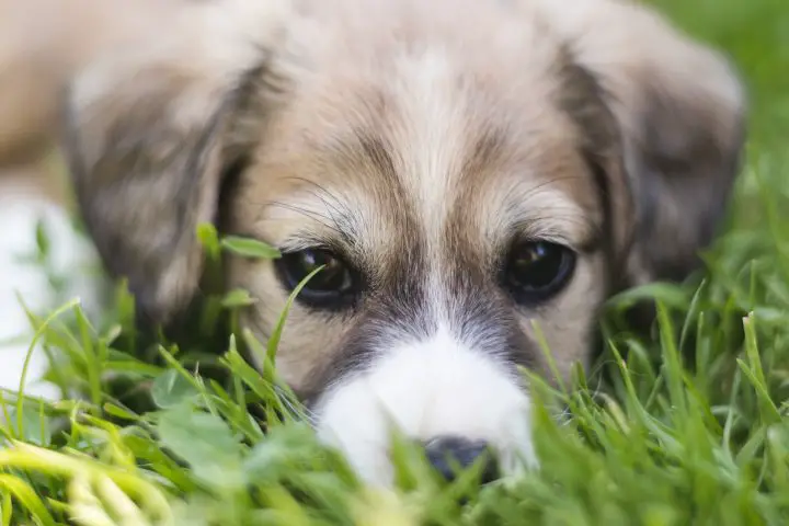 ¿El aceite de coco es bueno para la infección del perro?