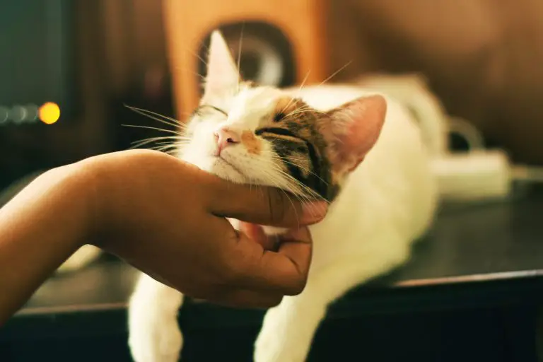 gato con labio hinchado