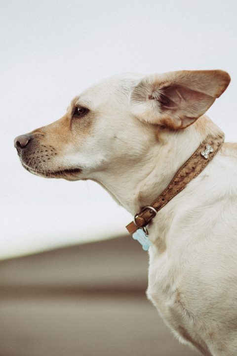 per quanto tempo l'olio di cocco aiuta l'infezione all'orecchio del cane