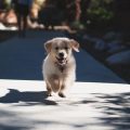 when to start training a puppy