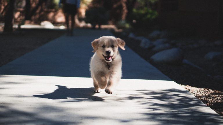 when to start training a puppy