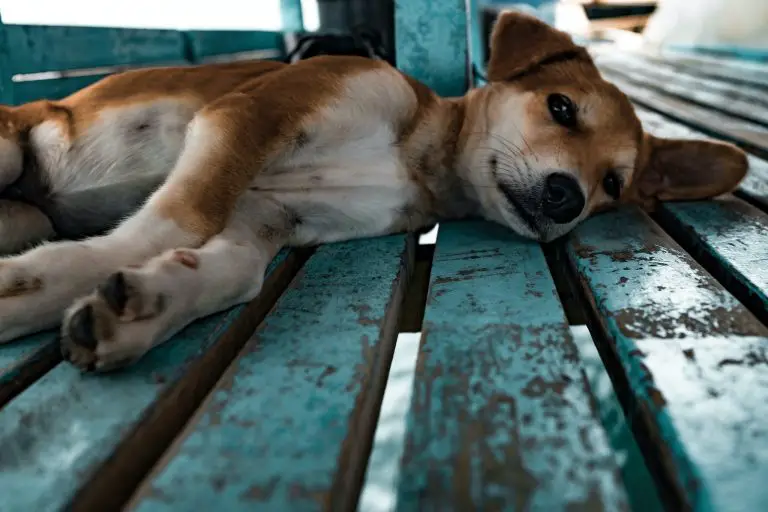 infeccion por callo en el codo del perro