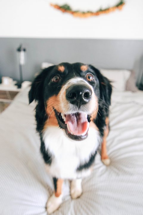 australian shepherd smile