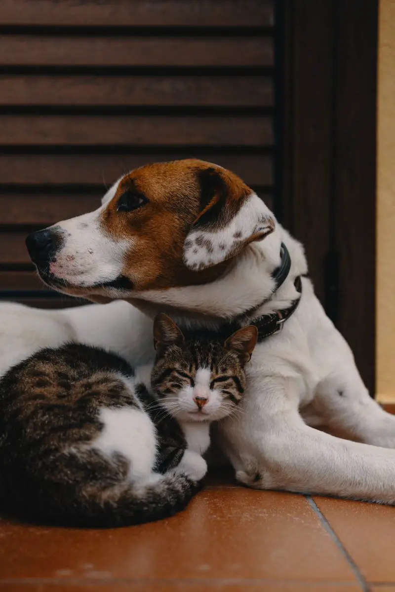 las pulgas de perro y gato son iguales