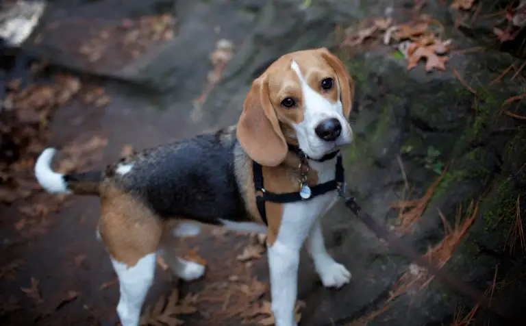 are beagles hypoallergenic